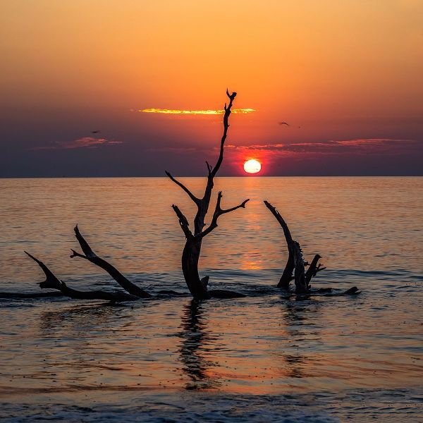 Looney, Hollice 아티스트의 USA-Georgia-Jekyll Island-Sunrise on Driftwood Beach of petrified trees작품입니다.